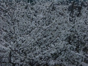 Espino-Blanco-a18016045[1]