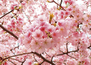 impermanencia_flores_temporalidad_Emi_Zanon_Simon_revista_tu_mismo